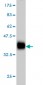 RRAS Antibody (monoclonal) (M01)