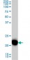 RRAS Antibody (monoclonal) (M01)