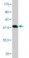 RRAS2 Antibody (monoclonal) (M01)