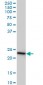 RRAS2 Antibody (monoclonal) (M01)