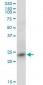 RRAS2 Antibody (monoclonal) (M01)