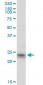 RRAS2 Antibody (monoclonal) (M01)