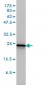 RRAS2 Antibody (monoclonal) (M01)