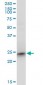 RRAS2 Antibody (monoclonal) (M01)