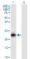 RRAS2 Antibody (monoclonal) (M01)