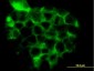 RRAS2 Antibody (monoclonal) (M01)