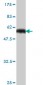 RUNDC2A Antibody (monoclonal) (M01)