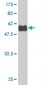 RUNDC2A Antibody (monoclonal) (M02)