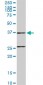 RUNDC2A Antibody (monoclonal) (M02)