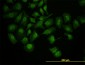 RUNX1 Antibody (monoclonal) (M05)