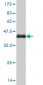 RUNX1 Antibody (monoclonal) (M05)