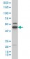 RUNX1 Antibody (monoclonal) (M05)