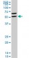 RUNX1 Antibody (monoclonal) (M05)