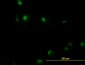 RUNX1 Antibody (monoclonal) (M06)