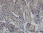 RUNX1 Antibody (monoclonal) (M06)