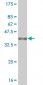 RUNX1 Antibody (monoclonal) (M06)