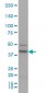 RUNX1 Antibody (monoclonal) (M06)