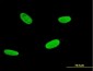 RUNX2 Antibody (monoclonal) (M01)