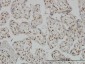 RUNX2 Antibody (monoclonal) (M01)