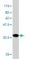 RUNX2 Antibody (monoclonal) (M01)