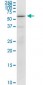 RUNX2 Antibody (monoclonal) (M01)