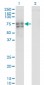 RUNX2 Antibody (monoclonal) (M01)