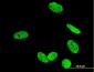 RUNX2 Antibody (monoclonal) (M02)