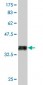 RUNX2 Antibody (monoclonal) (M02)