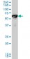 RUNX2 Antibody (monoclonal) (M02)