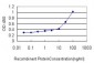 RUNX2 Antibody (monoclonal) (M04)