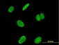 RUNX2 Antibody (monoclonal) (M04)