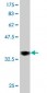 RUNX2 Antibody (monoclonal) (M04)