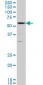 RUNX2 Antibody (monoclonal) (M04)