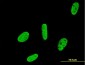 RUNX2 Antibody (monoclonal) (M05)