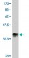 RUNX2 Antibody (monoclonal) (M05)