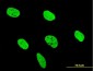 RUNX2 Antibody (monoclonal) (M06)