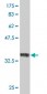 RUNX2 Antibody (monoclonal) (M06)