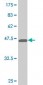 RXRA Antibody (monoclonal) (M05)
