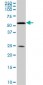 RXRA Antibody (monoclonal) (M05)