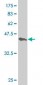 RXRA Antibody (monoclonal) (M07)