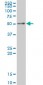 RXRA Antibody (monoclonal) (M07)