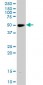 RXRA Antibody (monoclonal) (M07)