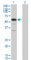 RXRG Antibody (monoclonal) (M01)