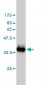 S100A1 Antibody (monoclonal) (M01)