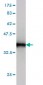 S100A10 Antibody (monoclonal) (M01)