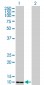 S100A4 Antibody (monoclonal) (M01)