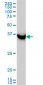 SAE1 Antibody (monoclonal) (M01)