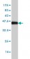 SAFB Antibody (monoclonal) (M04)