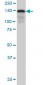 SAFB Antibody (monoclonal) (M04)