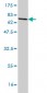 SAMM50 Antibody (monoclonal) (M04)